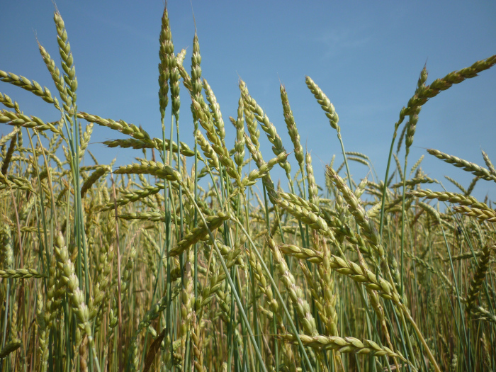spgm-1.4.4/gal/Gruenkern_2015/P1020554.jpg