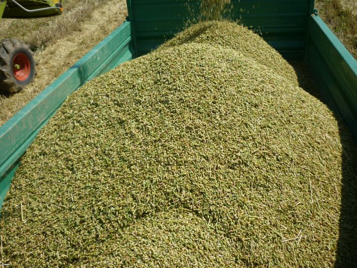 spgm-1.4.4/gal/Gruenkernsaison_2017/G23.jpg